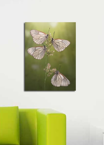Dekorativ Canvasbilde 30x40 cm - Flerfarget - Interiør - Maleri & posters - Lerretsbilder
