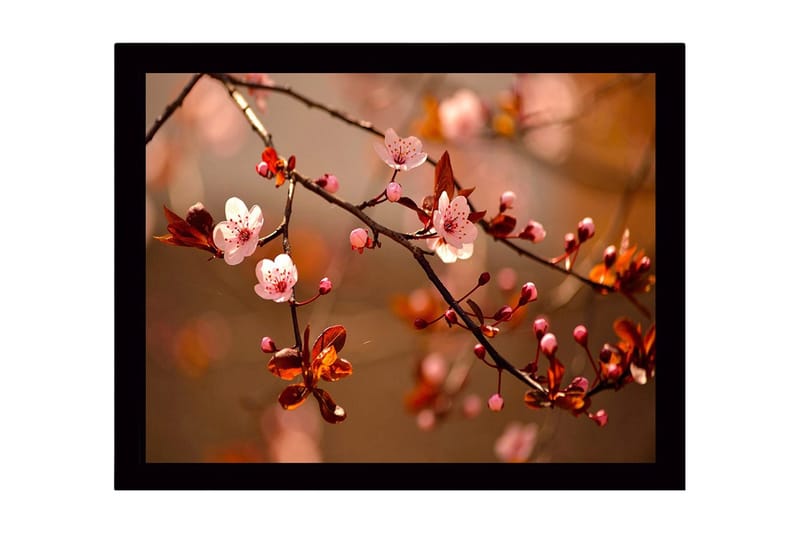 Innrammet lerret i tre - 41x56 cm - Blomstrende kirsebærgrener i myke nyanser, Rosa / Brun / Grønn
