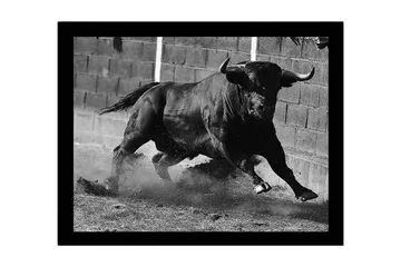 Innrammet lerret i tre - 41x56 cm - Kraftig okse i bevegelse - Svart / Grå - Interiør - Maleri & posters - Lerretsbilder