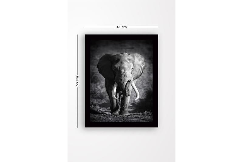 Innrammet lerret i tre - 41x56 cm - Storslått elefant i majestetisk positur - Svart / Grå - Interiør - Maleri & posters - Lerretsbilder