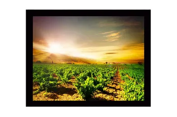 Innrammet lerret i tre - 41x56 cm - Vakker vingård under soloppgang - Grønn / Gul / Oransje - Interiør - Maleri & posters - Lerretsbilder