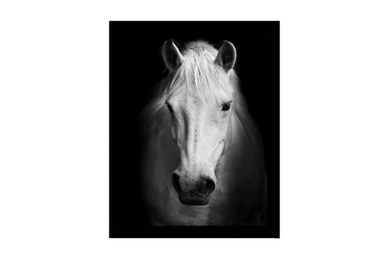 Innrammet lerret i tre - 41x56 cm - Portrett av en hvit hest med sterke kontraster, Hvit / Svart