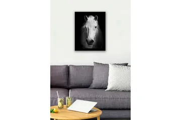 Innrammet lerret i tre - 41x56 cm - Portrett av en hvit hest med sterke kontraster - Hvit / Svart - Interiør - Maleri & posters - Lerretsbilder