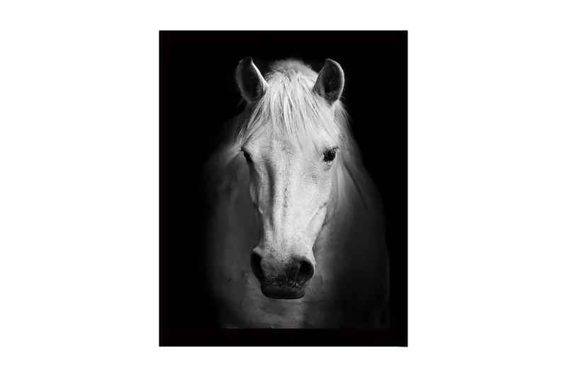 Innrammet lerret i tre - 41x56 cm - Portrett av en hvit hest med sterke kontraster, Hvit / Svart