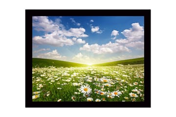 Innrammet lerretsbilde i tre - 41x56 cm - Blomstrende eng med tusenfryd under en klar himmel - Grønn / Hvit / Blå - Interiør - Maleri & posters - Lerretsbilder