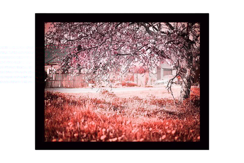 Innrammet lerretsbilde i tre - 41x56 cm - Blomstrende kirsebærtrær i et drømmeaktig landskap, Rosa / Grønn / Hvit