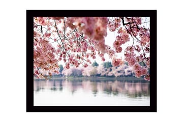 Innrammet lerretsbilde i tre - 41x56 cm - Blomstrende kirsebærtrær ved en speilblank innsjø - Rosa / Grønn / Blå - Interiør - Maleri & posters - Lerretsbilder