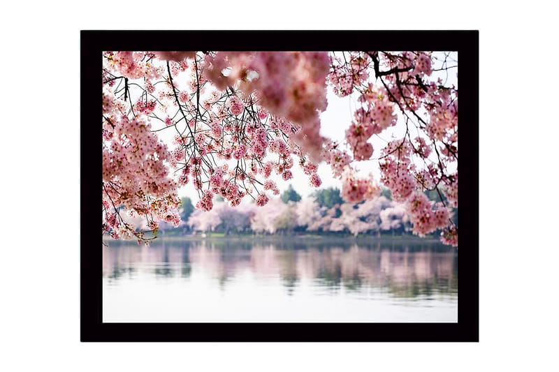 Innrammet lerretsbilde i tre - 41x56 cm - Blomstrende kirsebærtrær ved en speilblank innsjø, Rosa / Grønn / Blå