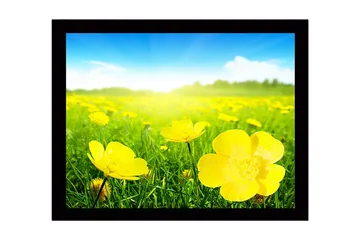 Innrammet lerretsbilde i tre - 41x56 cm - Eng med gule blomster i solrikt landskap - Gul / Grønn - Interiør - Maleri & posters - Lerretsbilder