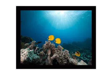 Innrammet lerretsbilde i tre - 41x56 cm - Fargefull fisk som svømmer blant korallrev - Gul / Blå / Grå - Interiør - Maleri & posters - Lerretsbilder