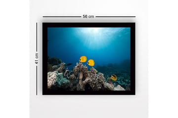 Innrammet lerretsbilde i tre - 41x56 cm - Fargefull fisk som svømmer blant korallrev - Gul / Blå / Grå - Interiør - Maleri & posters - Lerretsbilder
