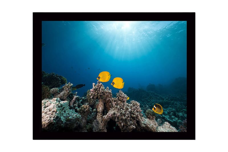 Innrammet lerretsbilde i tre - 41x56 cm - Fargefull fisk som svømmer blant korallrev, Gul / Blå / Grå