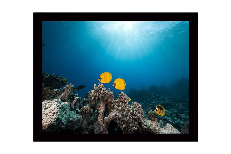 Innrammet lerretsbilde i tre - 41x56 cm - Fargefull fisk som svømmer blant korallrev, Gul / Blå / Grå