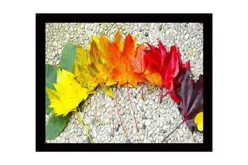 Innrammet lerretsbilde i tre - 41x56 cm - Fargefull rekke med høstblader i forskjellige nyanser - Gul / Oransje / Rød - Interiør - Maleri & posters - Lerretsbilder