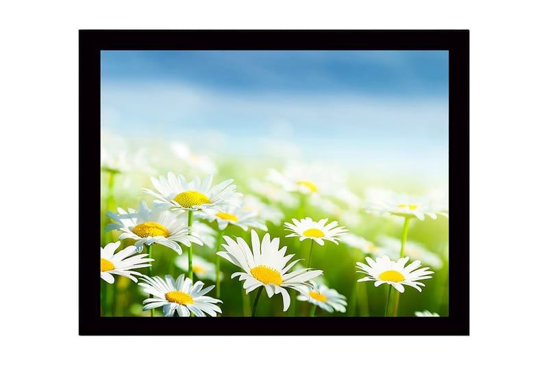 Innrammet lerretsbilde i tre - 41x56 cm - Fargerik eng med tusenfryd i blomst, Hvit / Gul / Grønn