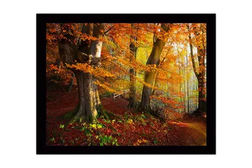Innrammet lerretsbilde i tre - 41x56 cm - Fargerik høstskog med gyllent og oransje løvverk - Oransje / Gul / Grønn - Interiør - Maleri & posters - Lerretsbilder