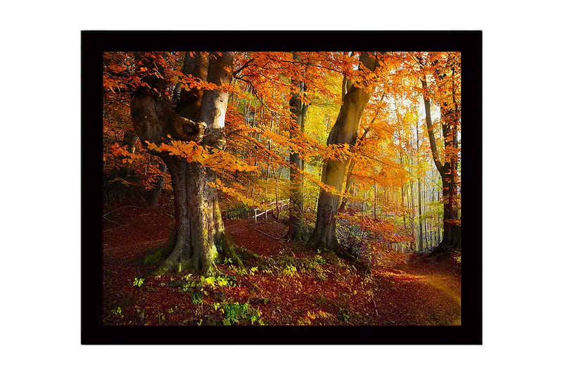 Innrammet lerretsbilde i tre - 41x56 cm - Fargerik høstskog med gyllent og oransje løvverk, Oransje / Gul / Grønn