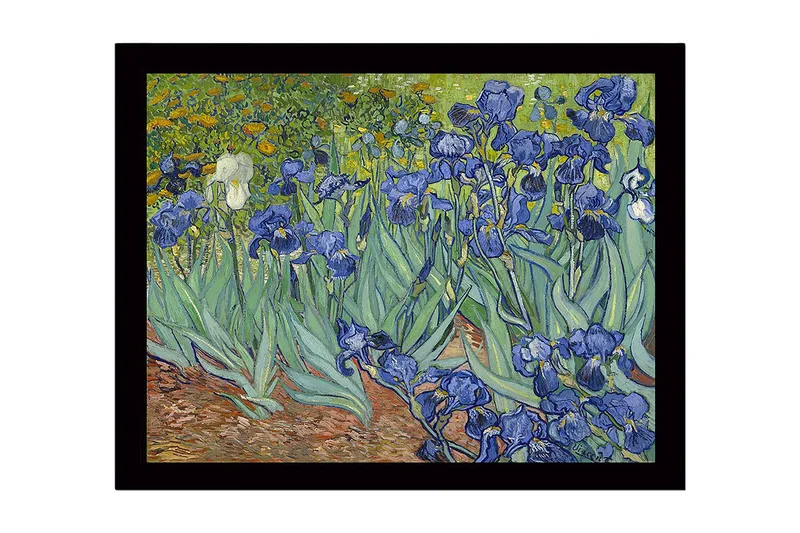 Innrammet lerretsbilde i tre - 41x56 cm - Fargerik samling av irisblomster, Blå / Grønn / Brun