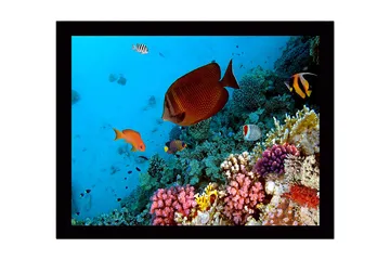 Innrammet lerretsbilde i tre - 41x56 cm - Fargerik undervannsscene med korallrev og tropiske fisker - Blå / Oransje / Rosa - Interiør - Maleri & posters - Lerretsbilder