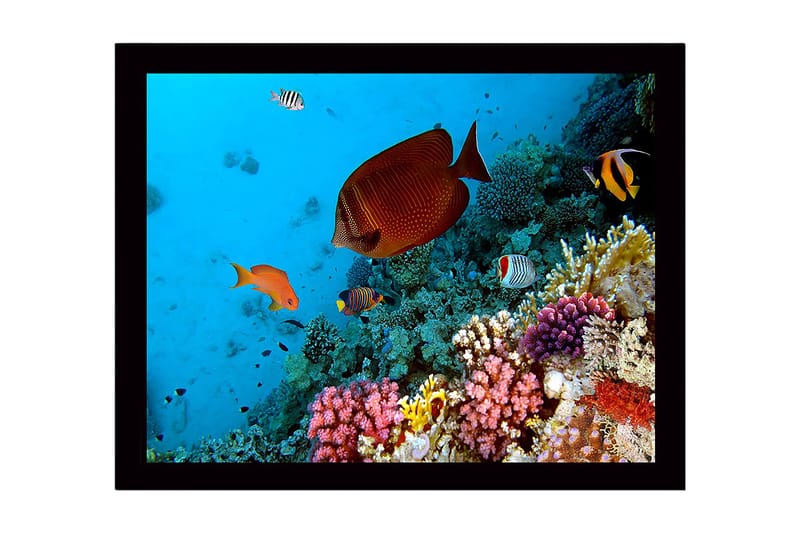 Innrammet lerretsbilde i tre - 41x56 cm - Fargerik undervannsscene med korallrev og tropiske fisker, Blå / Oransje / Rosa
