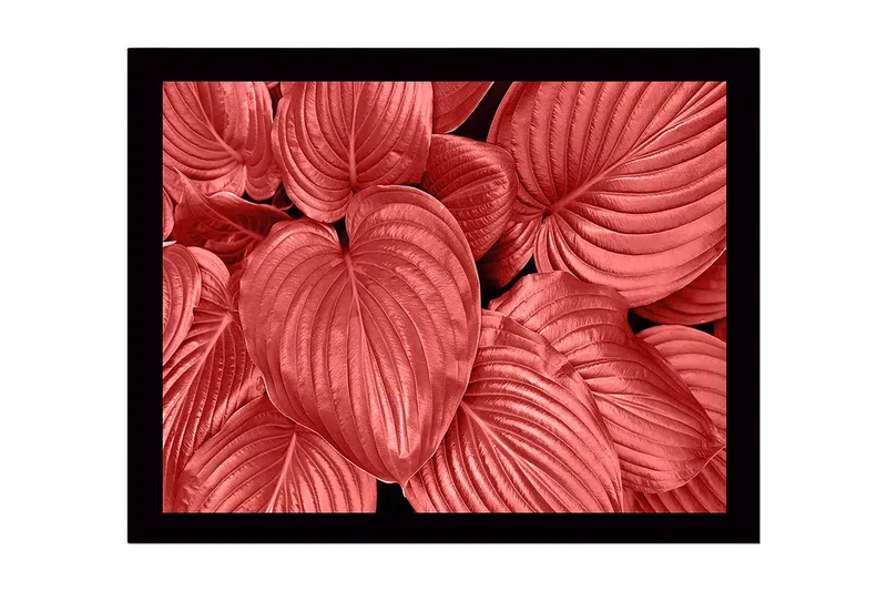 Innrammet lerretsbilde i tre - 41x56 cm - Fargerike blader i forskjellige røde nyanser, Rød / Svart