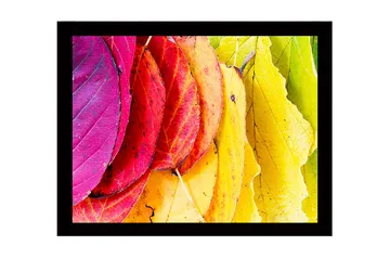 Innrammet lerretsbilde i tre - 41x56 cm - Fargerike høstblader i forskjellige nyanser - Rosa / Rød / Gul - Interiør - Maleri & posters - Lerretsbilder