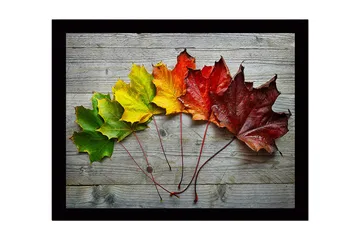 Innrammet lerretsbilde i tre - 41x56 cm - Fargerike høstblader på rad - Grønn / Gul / Rød - Interiør - Maleri & posters - Lerretsbilder