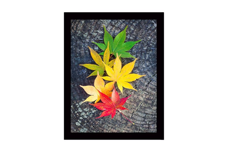 Innrammet lerretsbilde i tre - 41x56 cm - Fargerike høstblader på en treflate, Grønn / Gul / Rød