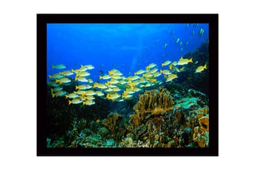 Innrammet lerretsbilde i tre - 41x56 cm - Flok med fargerike fisker som svømmer i et korallrev - Blå / Gul / Grønn - Interiør - Maleri & posters - Lerretsbilder