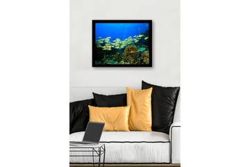Innrammet lerretsbilde i tre - 41x56 cm - Flok med fargerike fisker som svømmer i et korallrev - Blå / Gul / Grønn - Interiør - Maleri & posters - Lerretsbilder