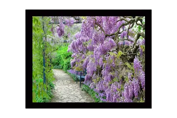 Innrammet lerretsbilde i tre - 41x56 cm - Frodig gangvei med blomstrende blåregn i lilla nyanser - Lilla / Grønn - Interiør - Maleri & posters - Lerretsbilder