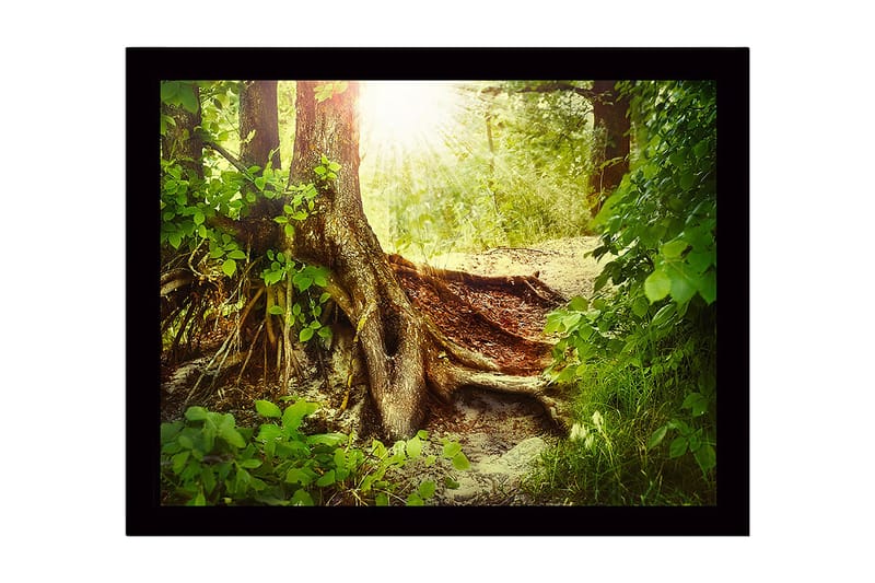 Innrammet lerretsbilde i tre - 41x56 cm - Frodig skog med en stor trerot og solstråler som siver gjennom løvverket, Grønn / Brun / Gul