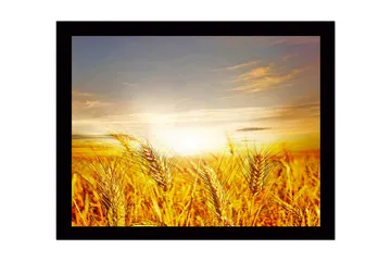 Innrammet lerretsbilde i tre - 41x56 cm - Gyldne hveteåkre under soloppgang - Gull / Oransje / Lyseblå - Interiør - Maleri & posters - Lerretsbilder