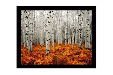 Innrammet lerretsbilde i tre - 41x56 cm - Høstskog med bjørker og gyldne bregner - Hvit / Oransje - Interiør - Maleri & posters - Lerretsbilder