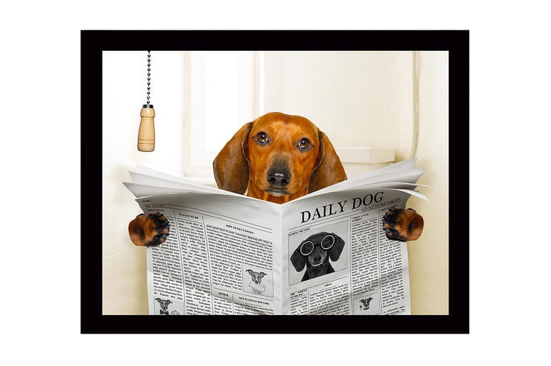 Innrammet lerretsbilde i tre - 41x56 cm - Hund som leser avisen DAILY DOG, Brun / Svart / Hvit