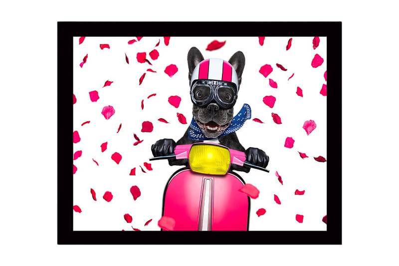 Innrammet lerretsbilde i tre - 41x56 cm - Hund på sparkesykkel med rosebladsløyfe, Rosa / Svart / Gul
