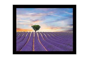 Innrammet lerretsbilde i tre - 41x56 cm - Lavendelfelt med en ensom trekrone i horisonten - Lilla / Grønn / Beige - Interiør - Maleri & posters - Lerretsbilder