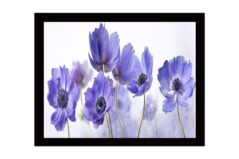 Innrammet lerretsbilde i tre - 41x56 cm - Lilla blomster i en harmonisk komposisjon, Lilla / Svart / Hvit