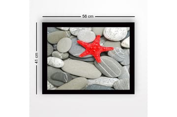Innrammet lerretsbilde i tre - 41x56 cm - Rød sjøstjerne på en samling grå steiner - Grå / Rød - Interiør - Maleri & posters - Lerretsbilder