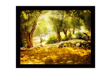 Innrammet lerretsbilde i tre - 41x56 cm - Solbelyst skog med oliventrær - Grønn / Gull / Brun - Interiør - Maleri & posters - Lerretsbilder