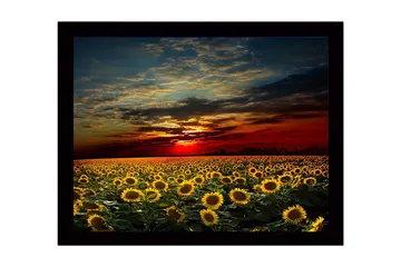 Innrammet lerretsbilde i tre - 41x56 cm - Solsikkefelt under en fargerik solnedgang - Gul / Oransje / Blå - Interiør - Maleri & posters - Lerretsbilder