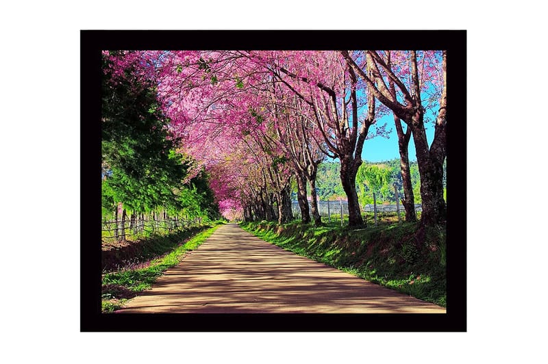 Innrammet lerretsbilde i tre - 41x56 cm - Vakker allé med blomstrende kirsebærtrær i rosa nyanser, Rosa / Grønn / Brun