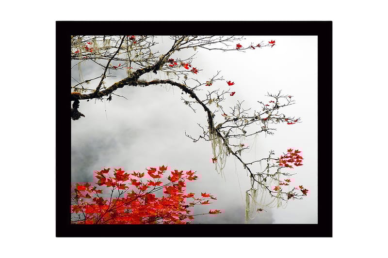 Innrammet lerretsbilde i tre - 41x56 cm - Vakker gren med røde høstblader mot en tåkete bakgrunn, Rød / Grå / Brun