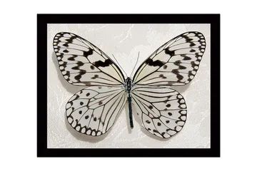 Innrammet lerretsbilde i tre - 41x56 cm - Vakker sommerfugl med detaljerte mønstre i svart-hvitt - Hvit / Svart - Interiør - Maleri & posters - Lerretsbilder