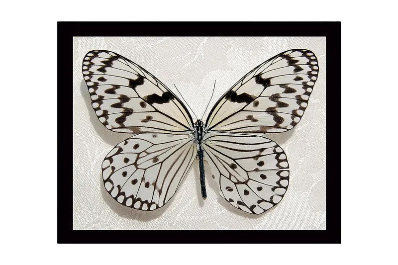 Innrammet lerretsbilde i tre - 41x56 cm - Vakker sommerfugl med detaljerte mønstre i svart-hvitt, Hvit / Svart