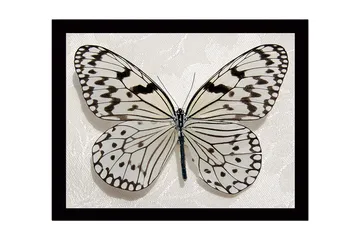 Innrammet lerretsbilde i tre - 41x56 cm - Vakker sommerfugl med detaljerte mønstre i svart-hvitt - Hvit / Svart - Interiør - Maleri & posters - Lerretsbilder