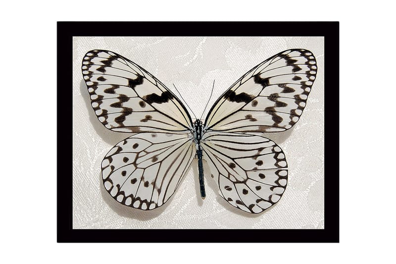 Innrammet lerretsbilde i tre - 41x56 cm - Vakker sommerfugl med detaljerte mønstre i svart-hvitt, Hvit / Svart