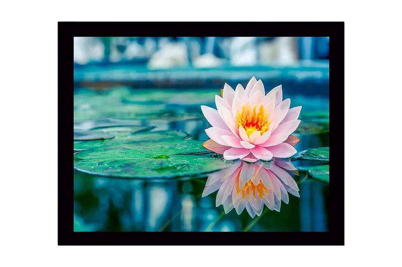 Innrammet lerretsbilde i tre - 41x56 cm - Vakker vannlilje som flyter på en speillignende overflate, Rosa / Grønn / Gul