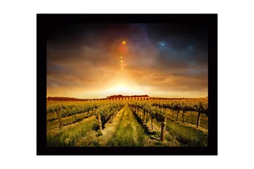 Innrammet lerretsbilde i tre - 41x56 cm - Vakker vingård under en gyllen solnedgang - Gull / Grønn / Brun - Interiør - Maleri & posters - Lerretsbilder