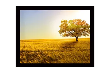 Innrammet trelerretsbilde - 41x56 cm - Ensomt høsttre i en gyllen åker - Gull / Grønn / Oransje - Interiør - Maleri & posters - Lerretsbilder